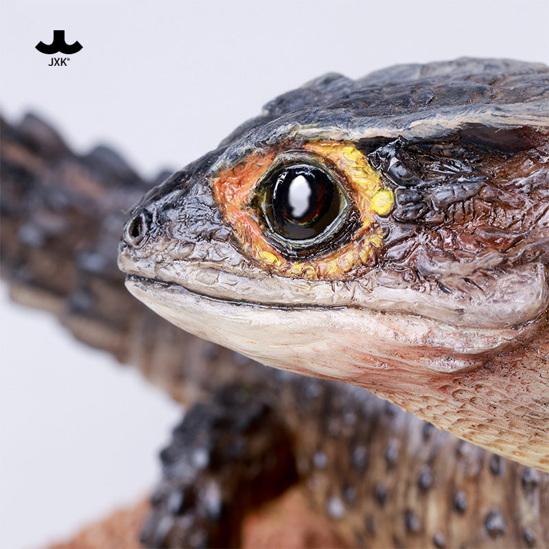 JXK305 Per-sale Tribolonotus gracilis from JXK Studio