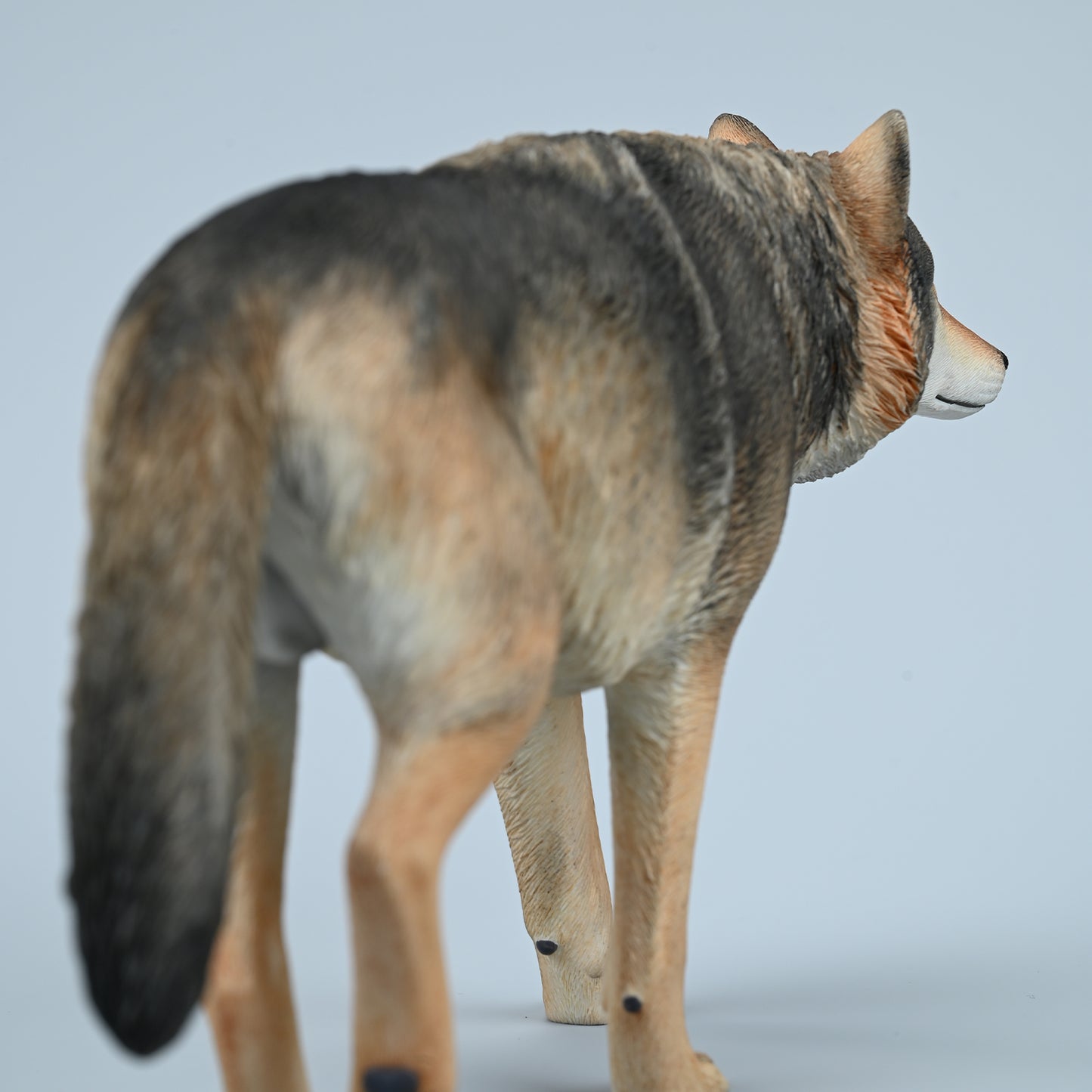 JXK223 1/6Common Gray wolf from JXK Studio