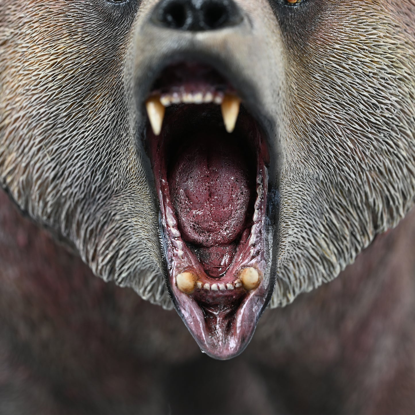 JXK227 Brown bear2.0 from JXK Studio