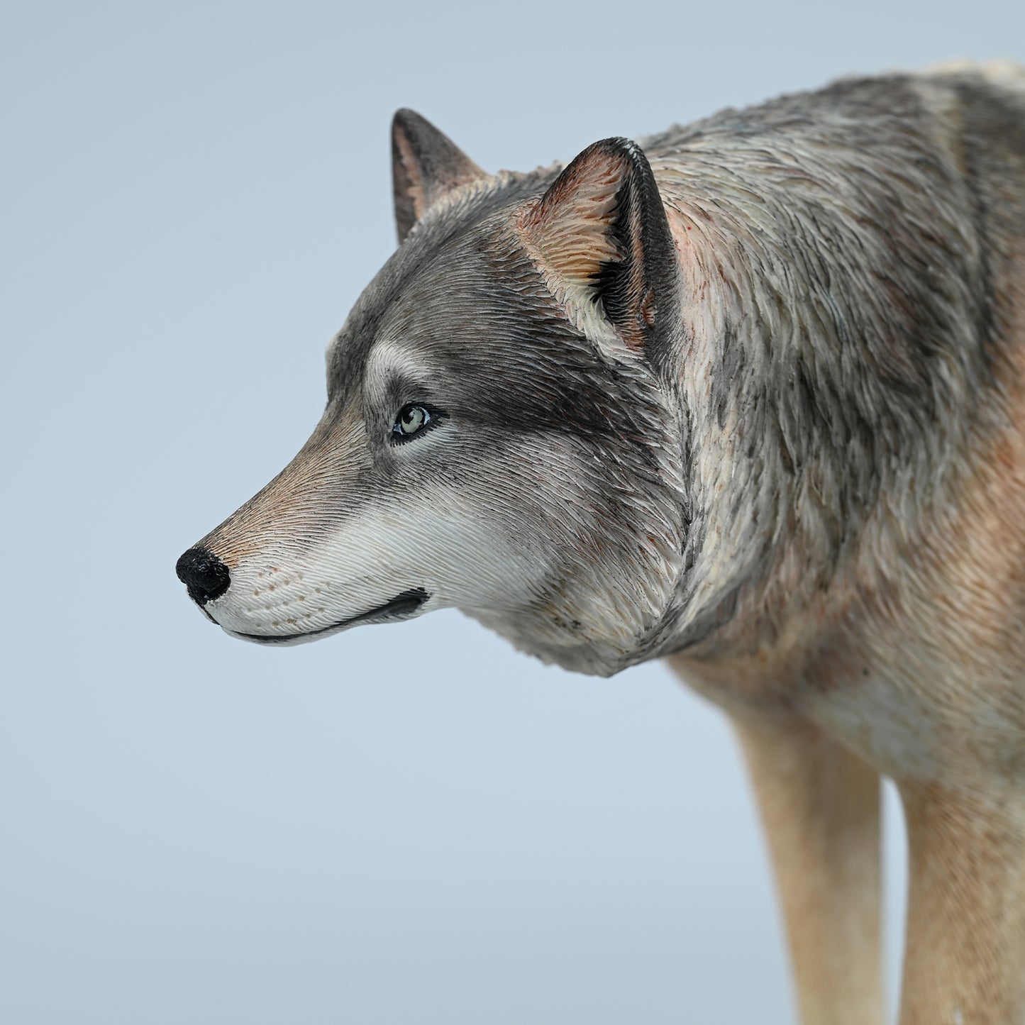 JXK223 1/6Common Gray wolf from JXK Studio