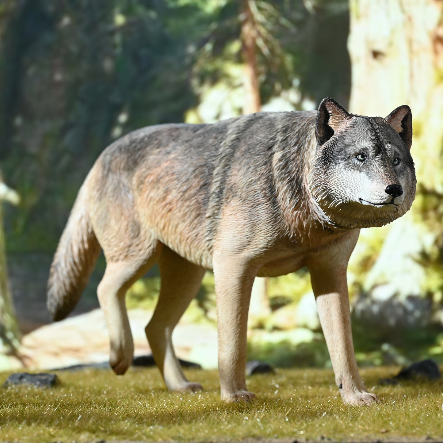 JXK223 1/6Common Gray wolf from JXK Studio