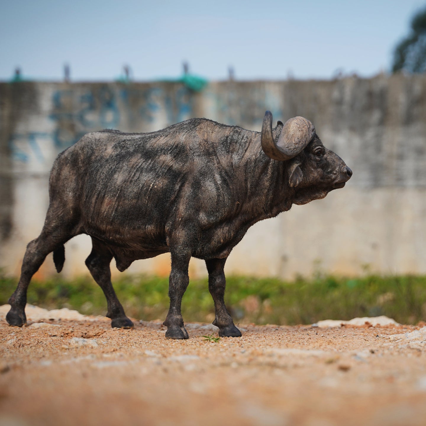 JXK160 African Buffalo Statue, Gift for Animal Lovers from JXK Studio