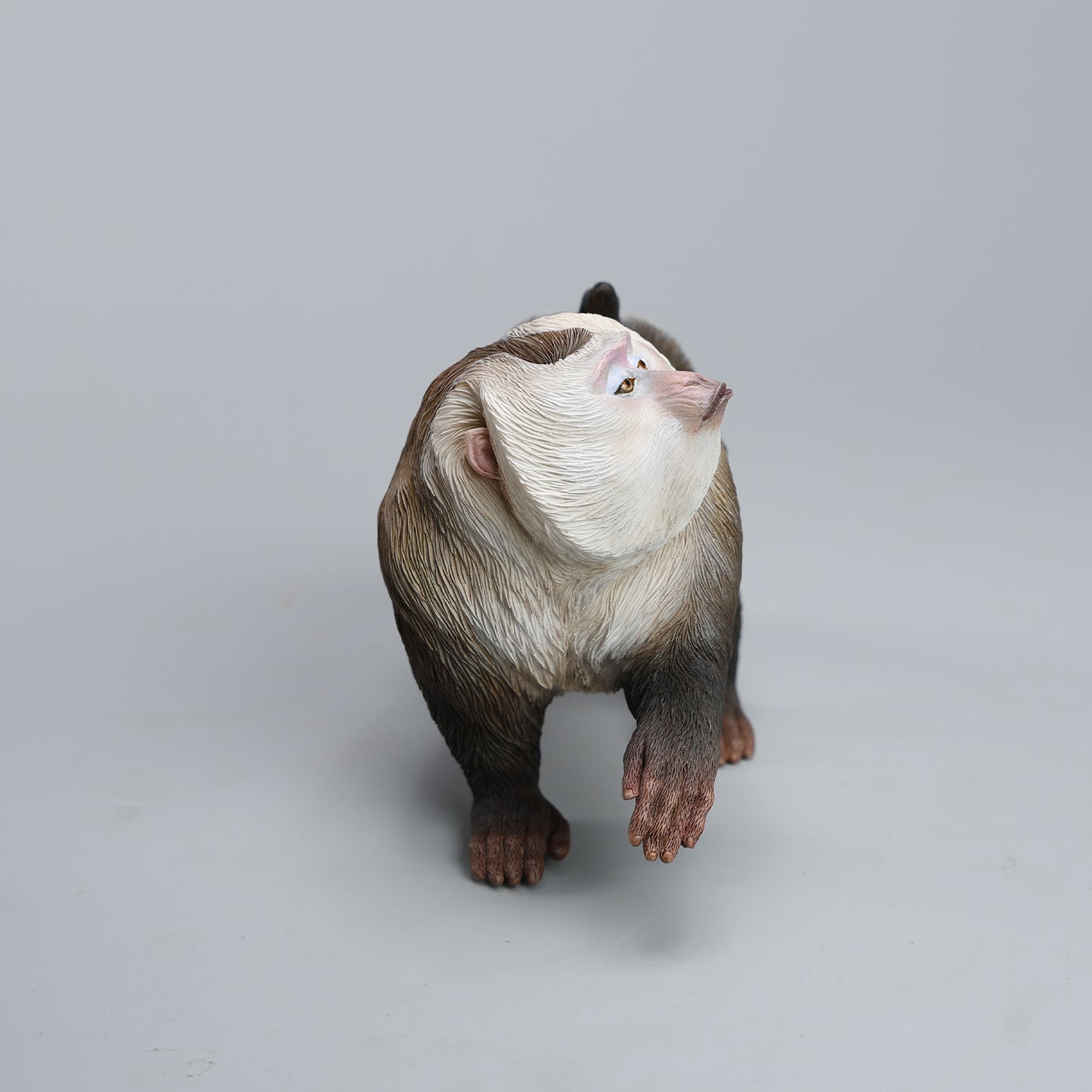 JXK250  1/6 Scale Northern Pigtail Macaque Figurine  from JXK Studio